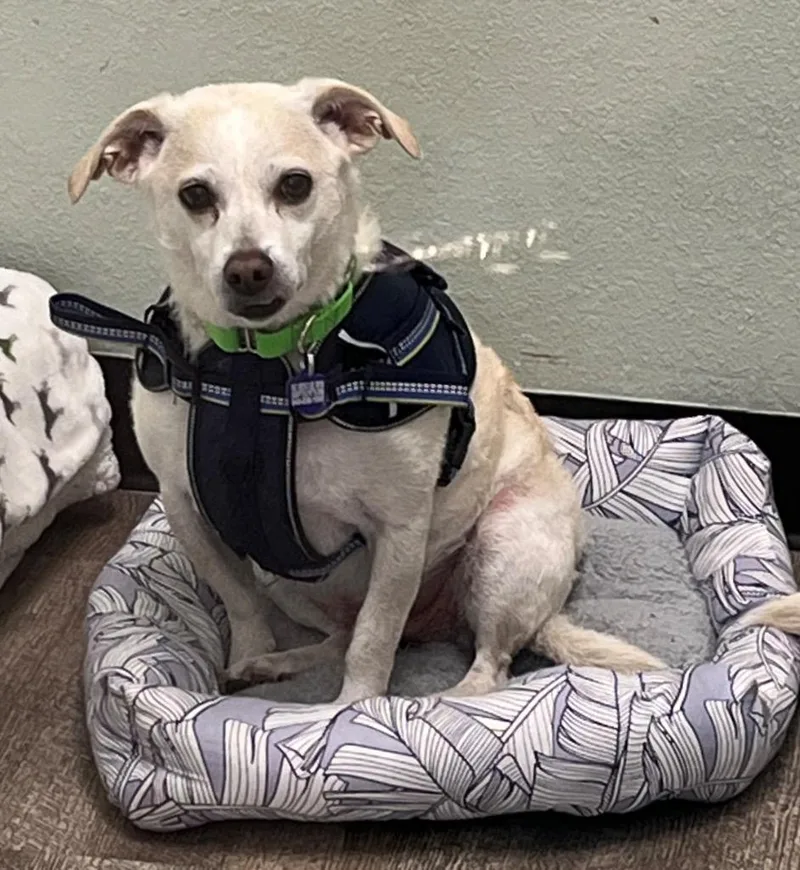An adult small-sized male Terrier dog named Woody for adoption in Lake Forest, CA