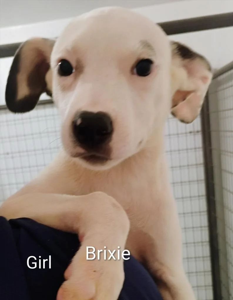 Brixie