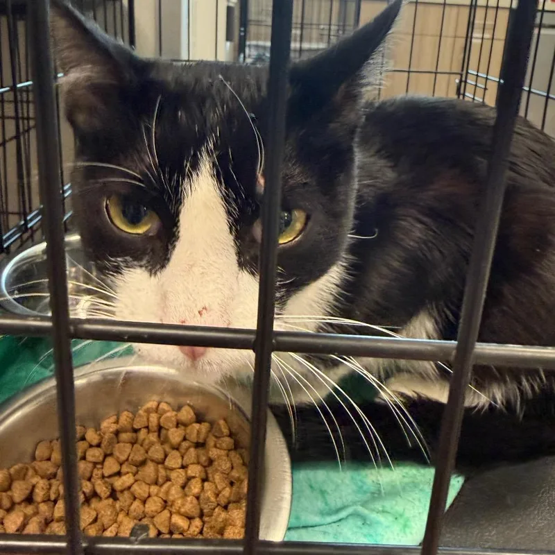 An adult medium-sized male Black Domestic Short Hair cat named Lux for adoption in Horn Lake, MS