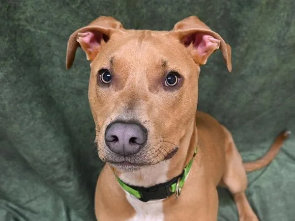 A young large-sized male Pit Bull Terrier dog named Cash for adoption in Portland, OR