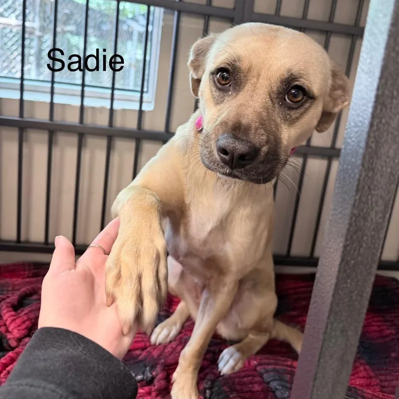 A young medium-sized female Yellow / Tan / Blond / Fawn Mixed Breed dog named Sadie for adoption in Knoxville, TN