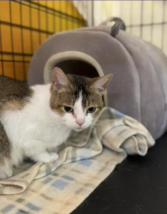 A young medium-sized female White Domestic Short Hair cat named Ellis for adoption in Chicago, IL