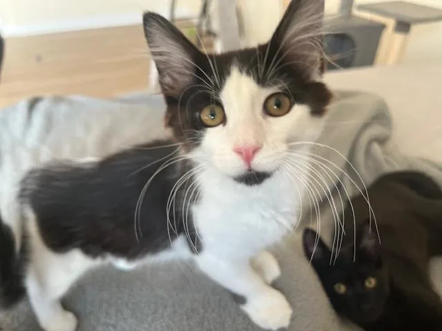 A baby medium-sized male Black & White / Tuxedo Domestic Medium Hair cat named Baby Chez for adoption in Eagle Point, OR
