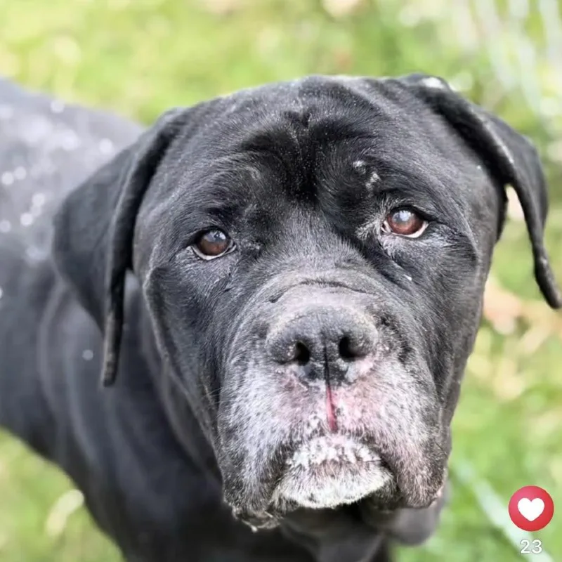 A senior large-sized female Black Mastiff dog named Sheba for adoption in manchester, PA