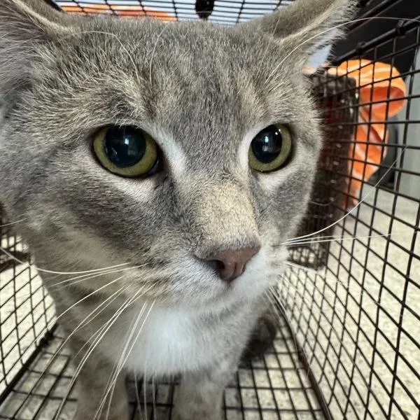 An adult medium-sized male Domestic Short Hair cat named Bruce for adoption in Des Moines, IA