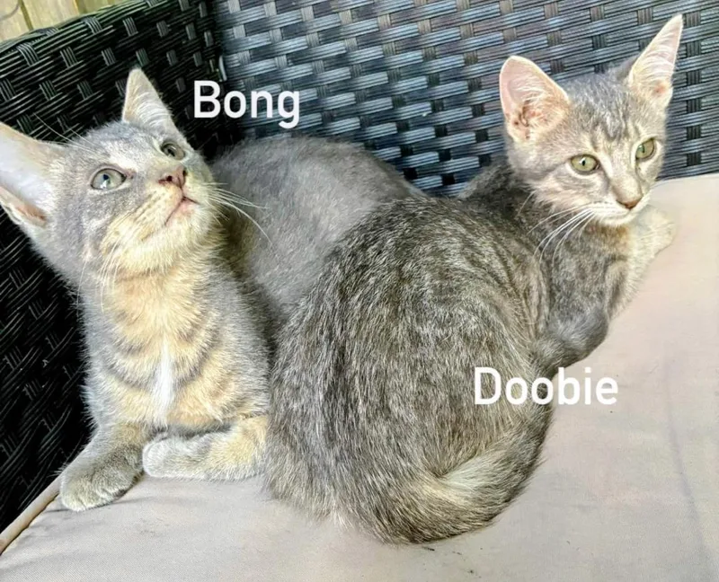 Bong