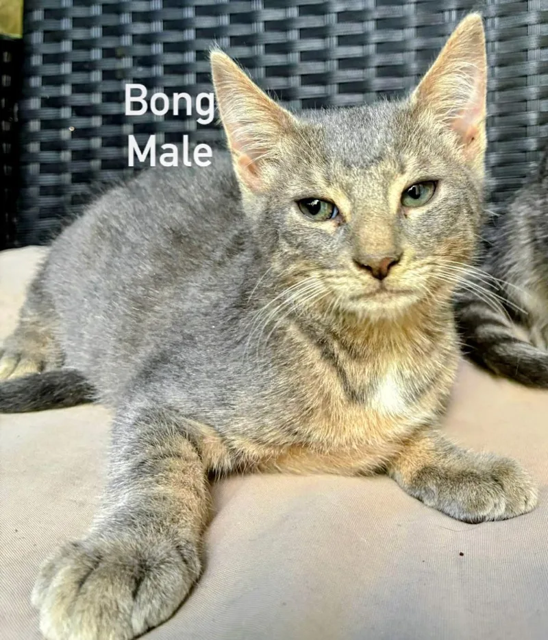 Bong thumbnail 2