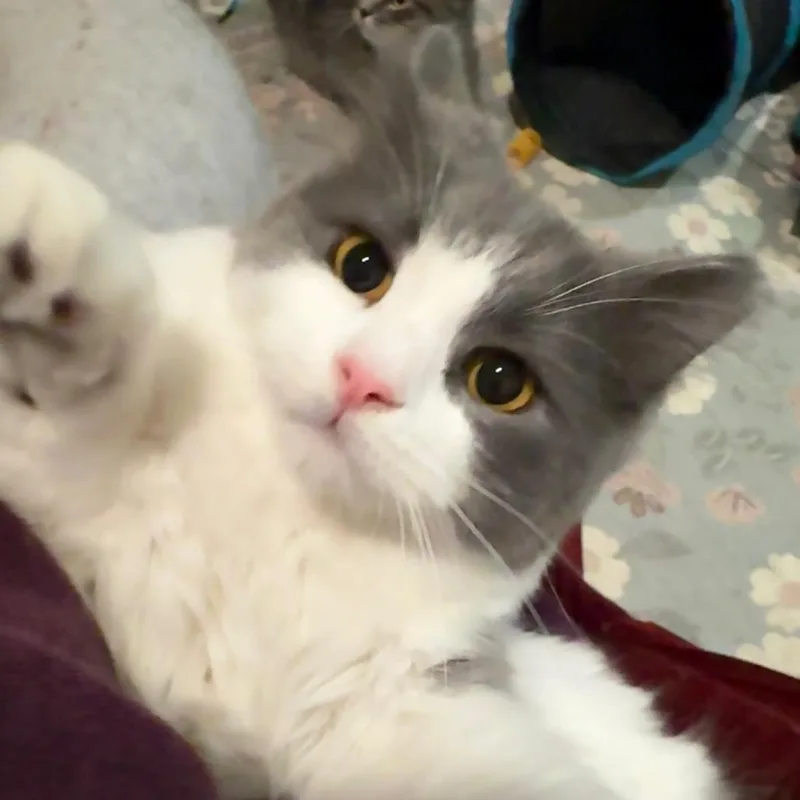 A young small-sized male Gray / Blue / Silver Domestic Medium Hair cat named Wilder for adoption in Oakland, CA