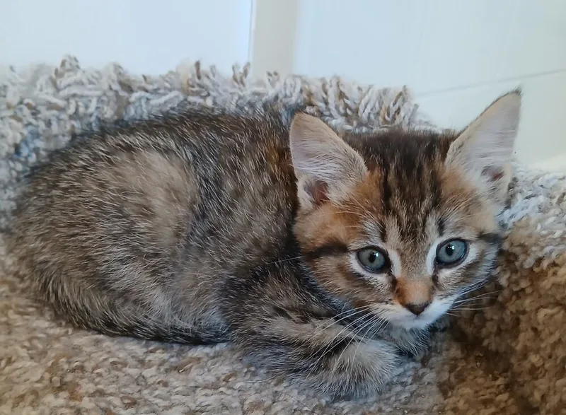 An adult medium-sized female Tabby (Brown / Chocolate) Domestic Short Hair cat named Lucy for adoption in Spokane , WA