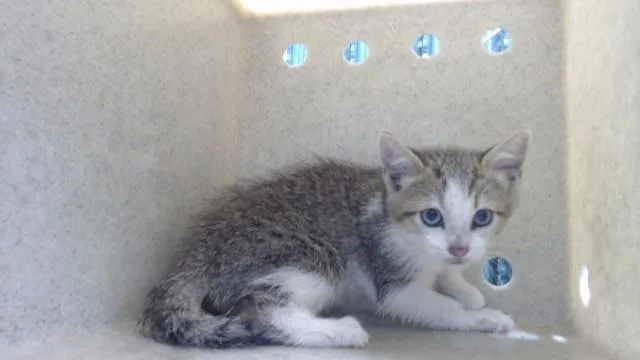 A baby small-sized male Domestic Short Hair cat named Rascal for adoption in Downey, CA