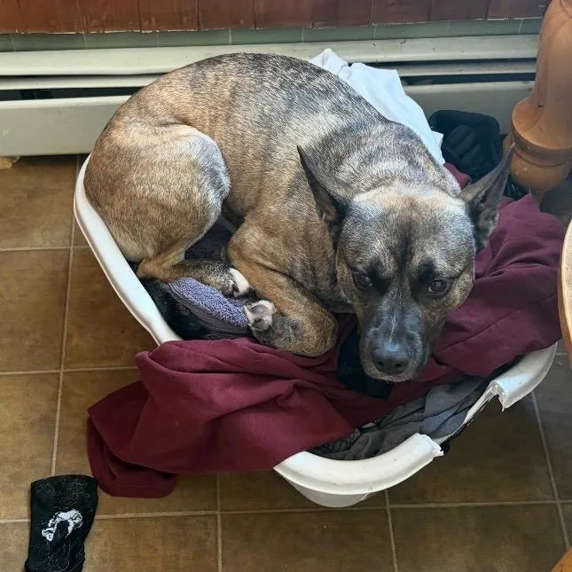 A young medium-sized male Belgian Shepherd / Malinois dog named Aries for adoption in Staten Island, NY