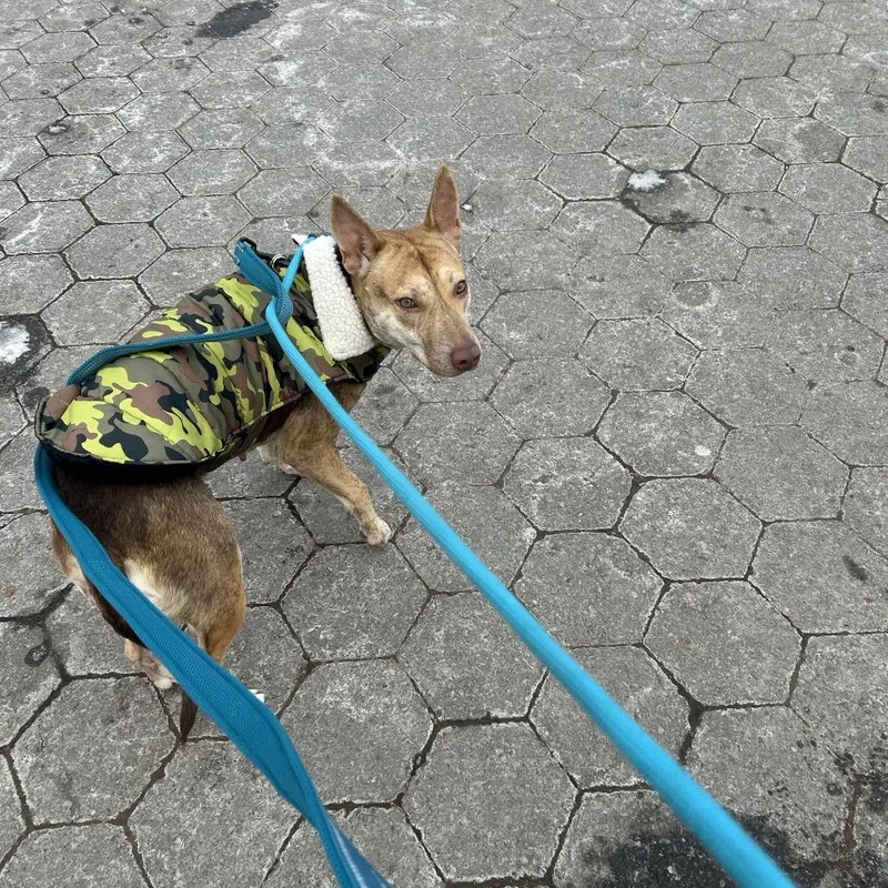 An adult medium-sized female Yellow / Tan / Blond / Fawn Shepherd dog named Renata for adoption in Long Island City, NY