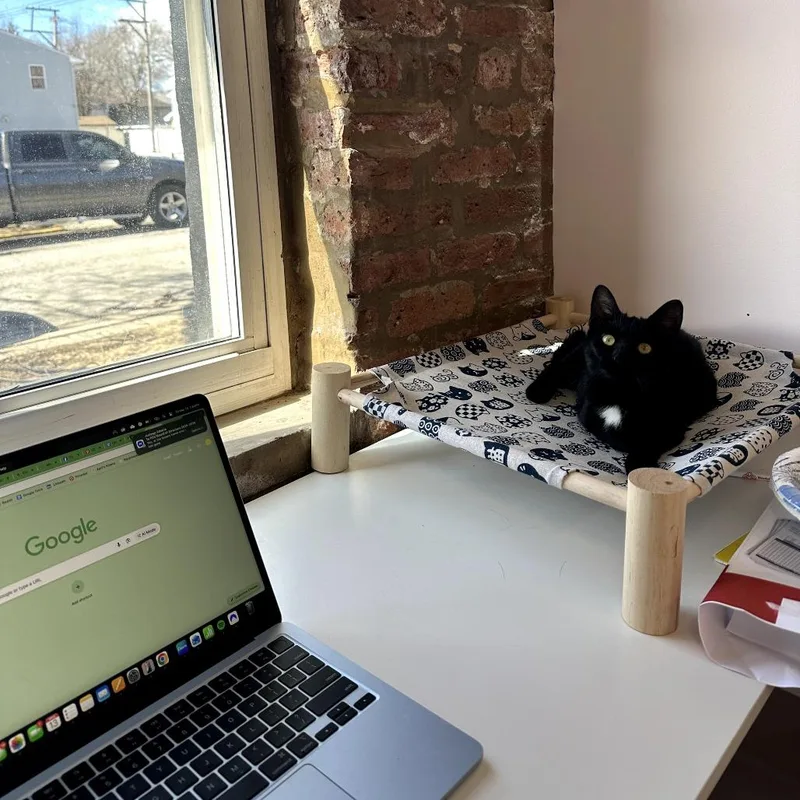 A young medium-sized female Black Domestic Short Hair cat named Sabrina for adoption in Forest Park, IL