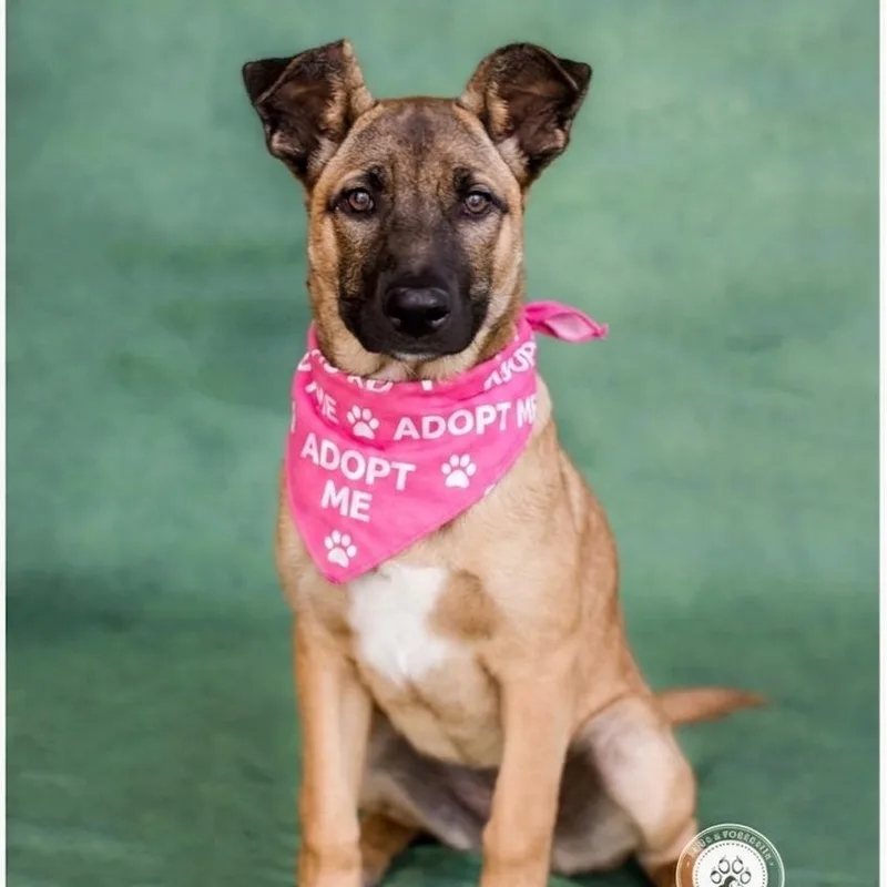 A young medium-sized female German Shepherd Dog dog named Gidget for adoption in Newport Beach, CA