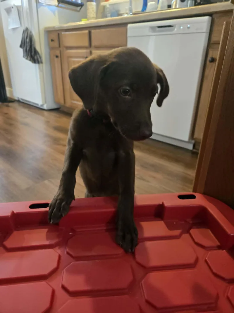 A baby medium-sized female Labrador Retriever dog named Cleo for adoption in Midway, UT