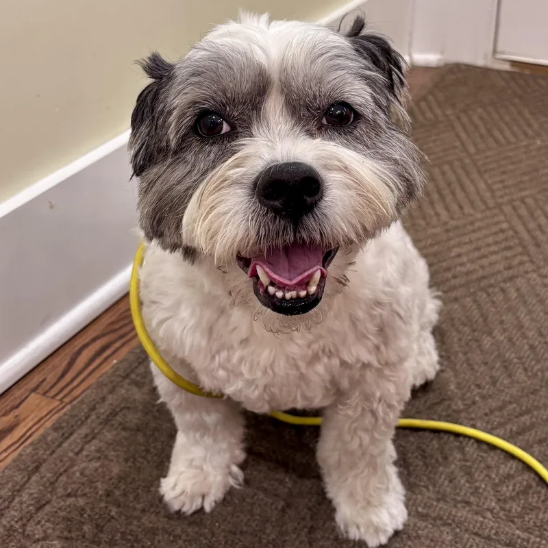 An adult medium-sized male White / Cream Schnoodle dog named Cyrus — The Curly‑coated for adoption in Houston, TX