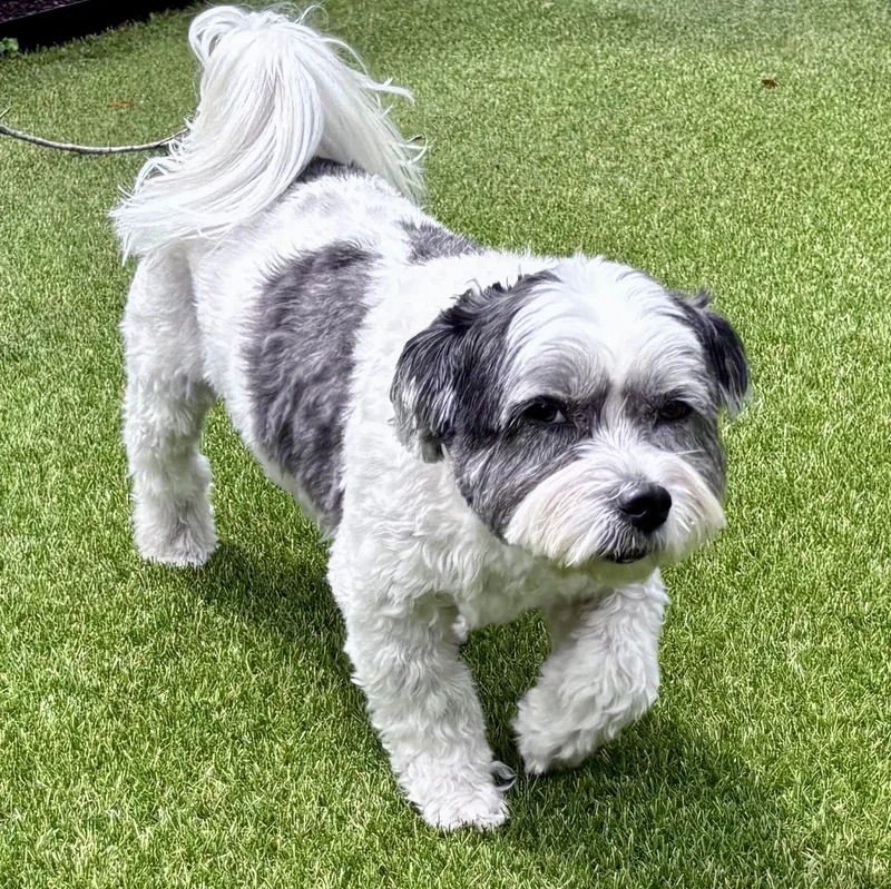 Cyrus — The Curly‑coated thumbnail 2