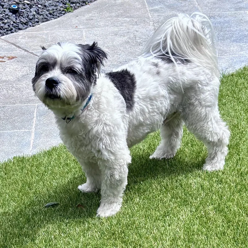 Cyrus — The Curly‑coated thumbnail 3