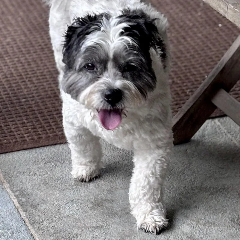 Cyrus — The Curly‑coated thumbnail 4