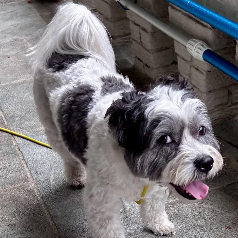 Cyrus — The Curly‑coated thumbnail 5