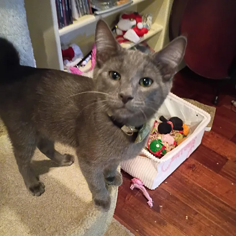 A baby medium-sized male Gray / Blue / Silver Domestic Short Hair cat named Smokey Joe & Sugar for adoption in Torrance, CA