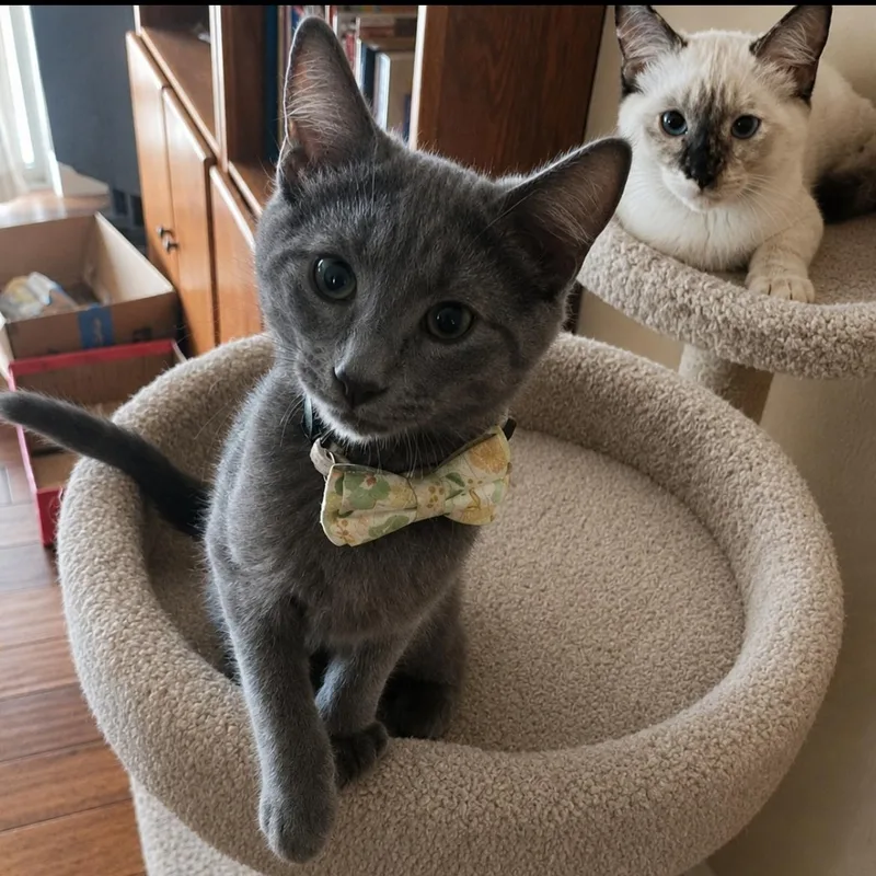 Smokey Joe & Sugar thumbnail 2