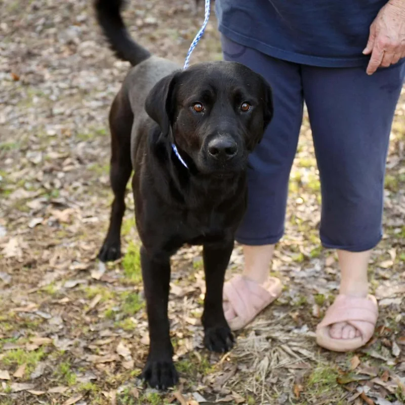 An adult large-sized male Black Labrador Retriever dog named Clyde for adoption in Long Island City, NY