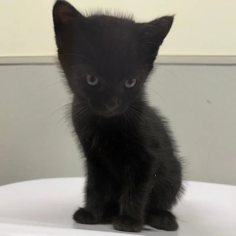 A baby small-sized female Black Domestic Short Hair cat named Aleah for adoption in Tampa, FL