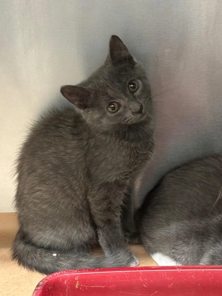 A baby small-sized male Domestic Short Hair cat named Dusty for adoption in Cartersville , GA
