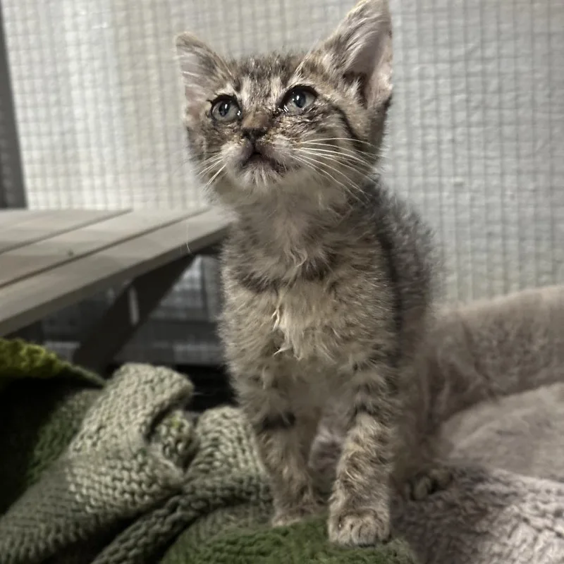 A baby small-sized female Black Domestic Short Hair cat named Lucy for adoption in Durango, CO