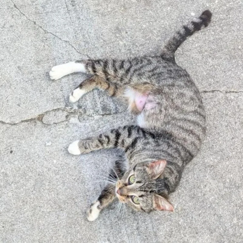 A young small-sized female Brown / Chocolate American Shorthair cat named Vienna for adoption in Pasadena , MD