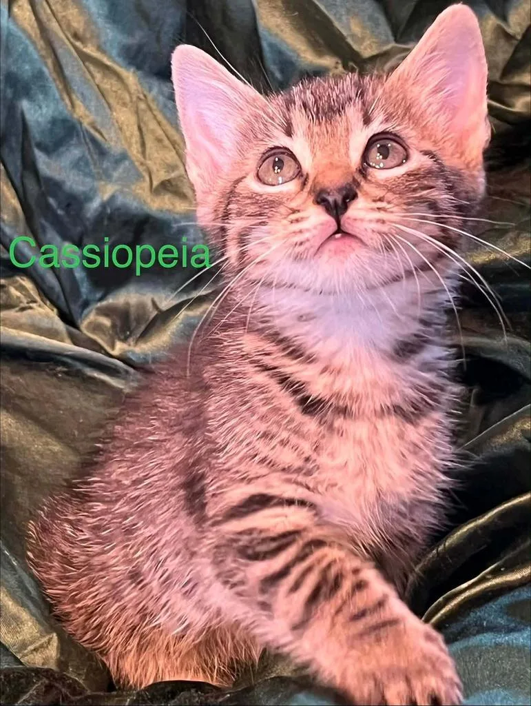 A baby small-sized female American Shorthair cat named Cassiopia for adoption in El Dorado, AR