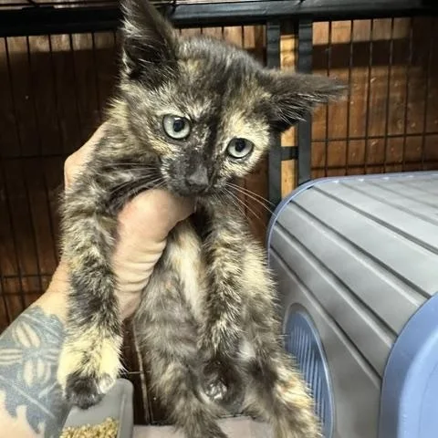 A baby medium-sized female Tortoiseshell Domestic Short Hair cat named Monkey for adoption in Los Angeles, CA