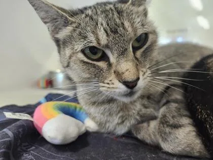 An adult large-sized female Domestic Short Hair cat named Dr. Pepper for adoption in Columbus, IN