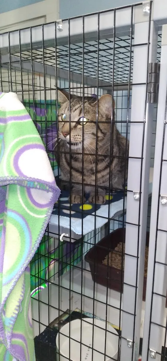 An adult large-sized female Tabby (Brown / Chocolate) Domestic Short Hair cat named Ester for adoption in Charlestown, NH