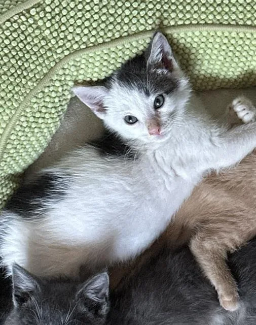 A baby small-sized male Domestic Short Hair cat named Harris for adoption in Tustin, CA
