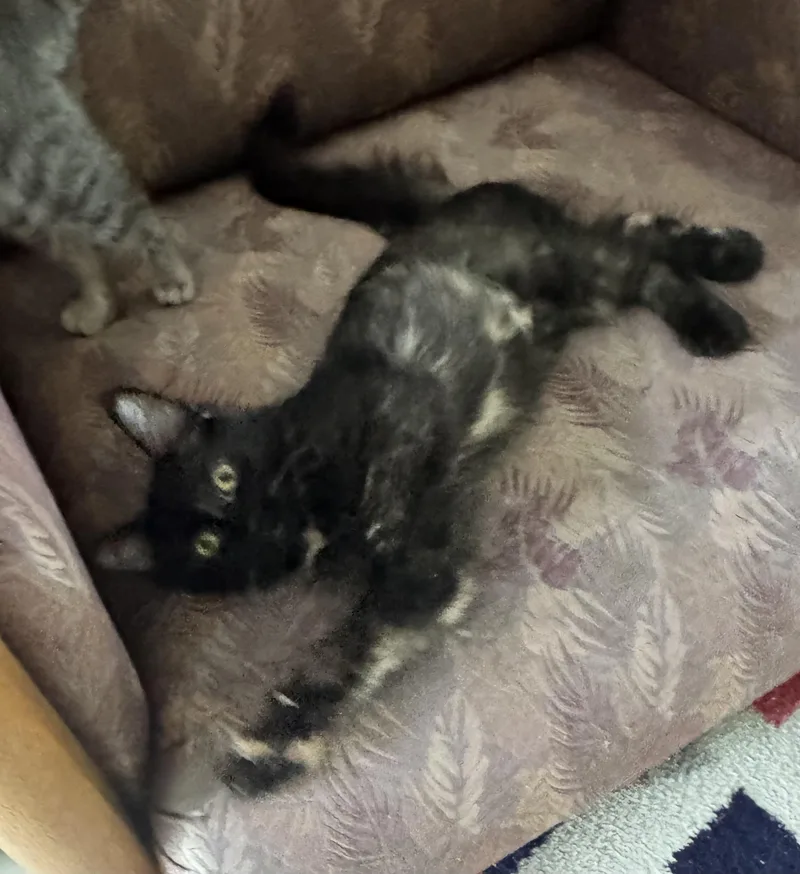 A baby medium-sized female Tortoiseshell cat named Bellini for adoption in Saginaw, MI