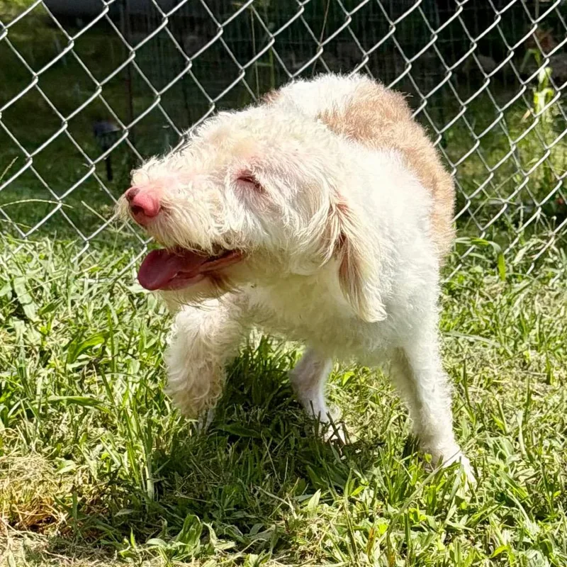 A young small-sized male White / Cream Miniature Schnauzer dog named Buckeez  Missouri for adoption in Peyton, CO