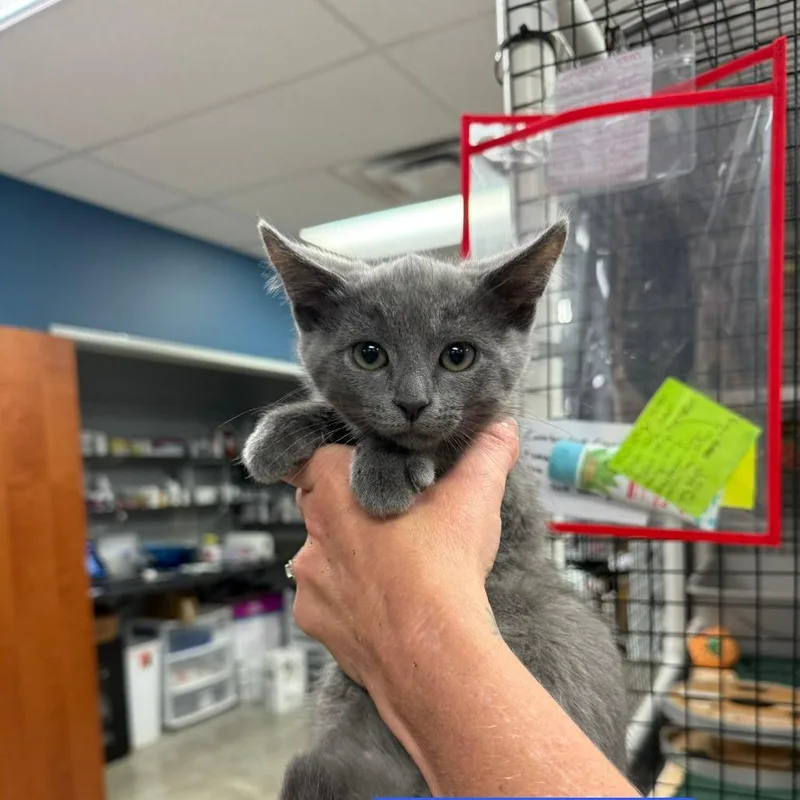 A baby small-sized male Gray / Blue / Silver Domestic Short Hair cat named Mac for adoption in Richmond, IN