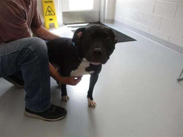 A young medium-sized female Pit Bull Terrier dog named Prada for adoption in Ocala, FL