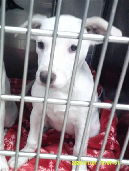 A baby small-sized female Terrier dog named Carrot for adoption in Oklahoma City, OK