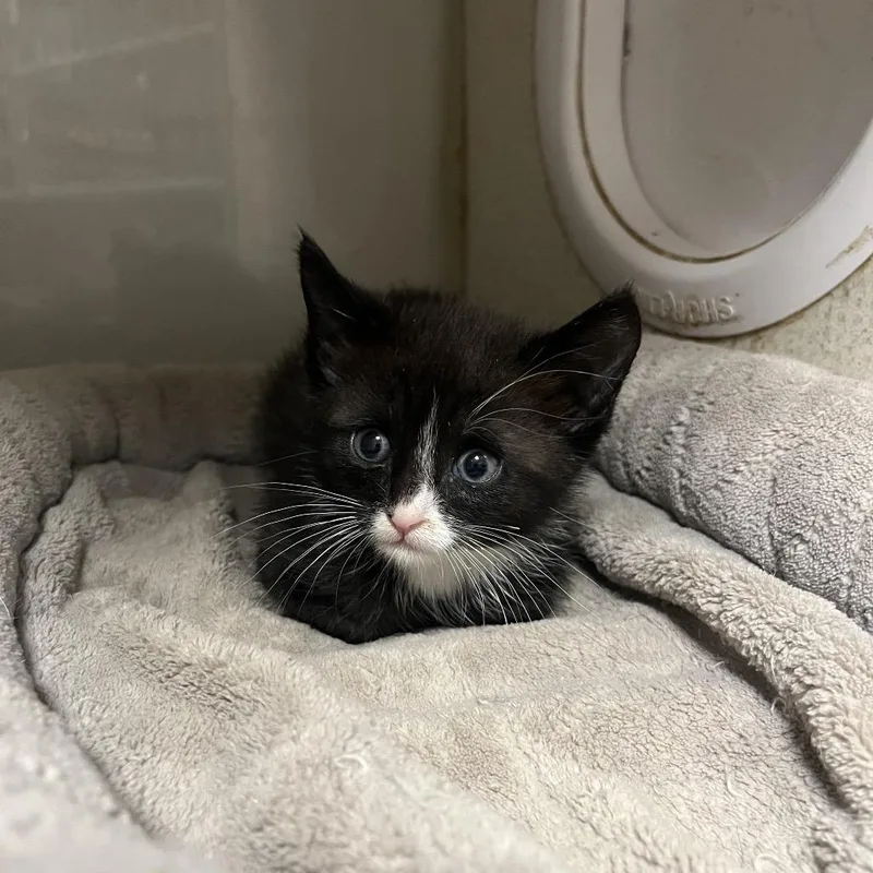 A baby small-sized male Gray / Blue / Silver Domestic Short Hair cat named Hyde for adoption in Yuma, AZ