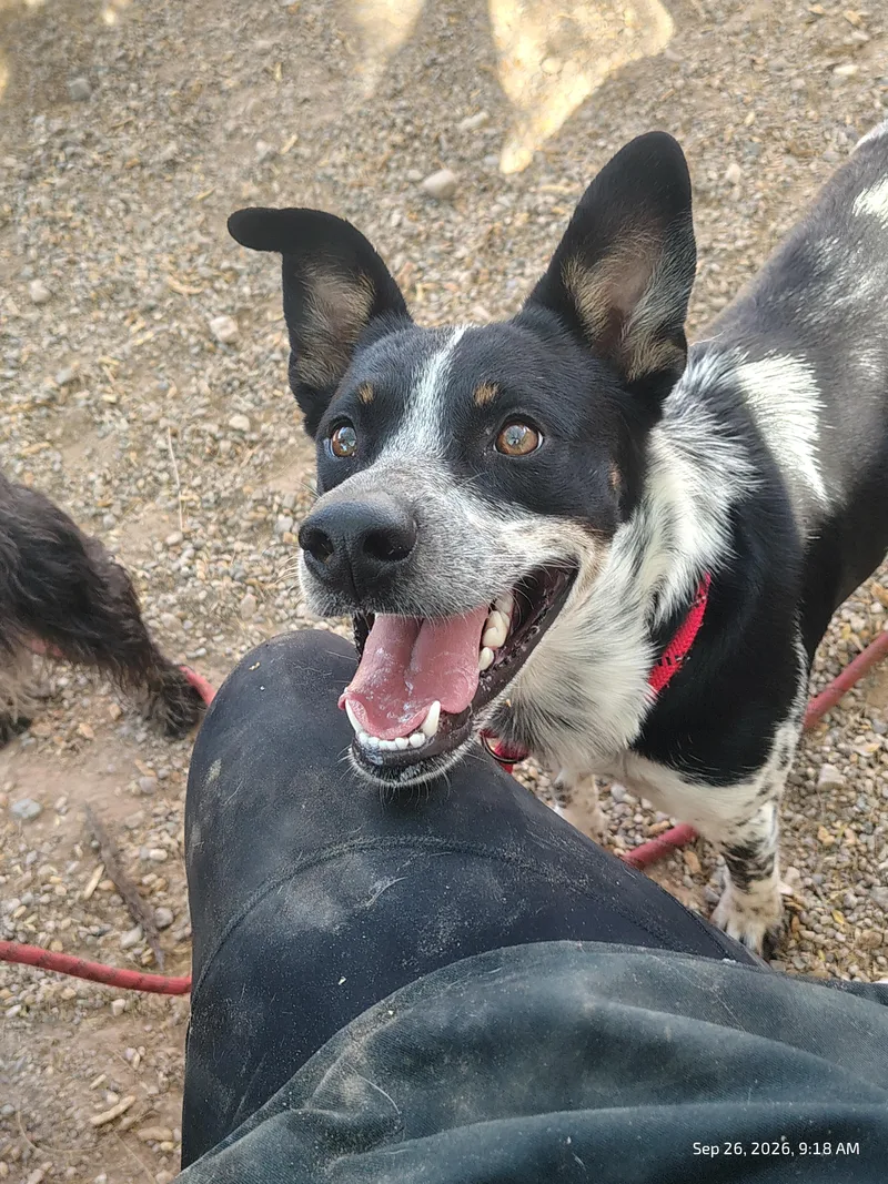 A young medium-sized male Australian Cattle Dog / Blue Heeler dog named Kuma for adoption in Parker, AZ