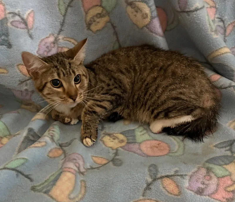 A baby medium-sized female Tabby (Brown / Chocolate) Domestic Short Hair cat named Cressa for adoption in Raleigh, NC