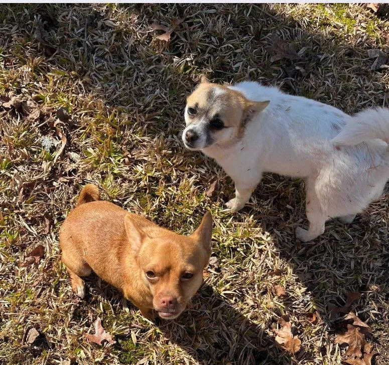 Mia & Sharipomchi Mix