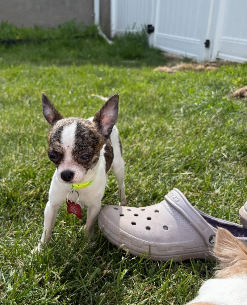 A young small-sized male Chihuahua dog named Connor for adoption in Grafton, WI