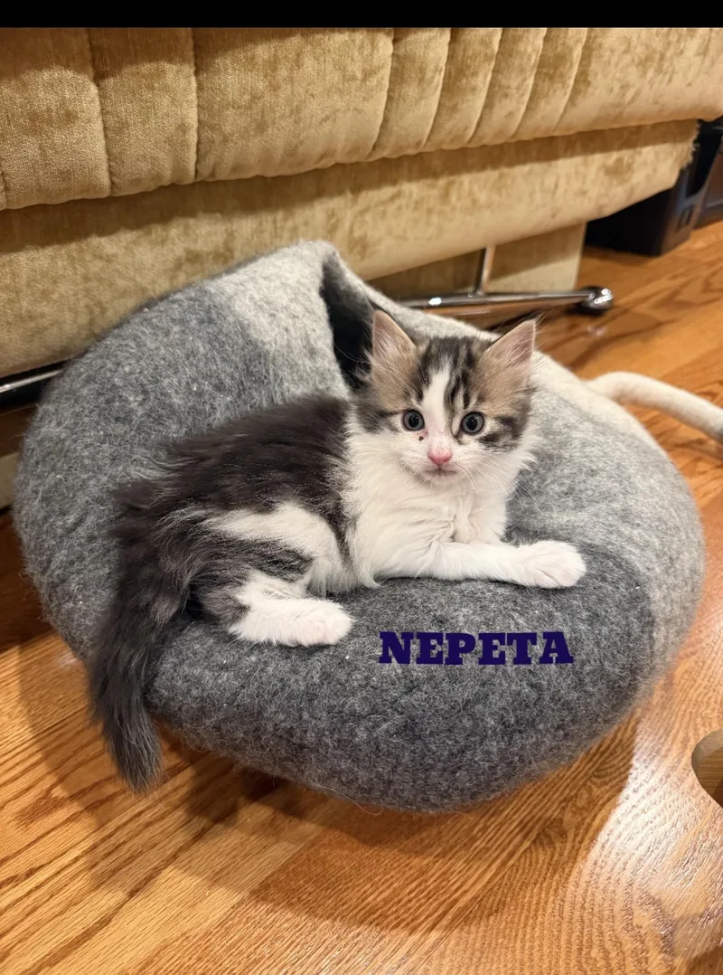 A baby small-sized female Orange / Red Domestic Long Hair cat named Nepeta And Reggie for adoption in Staten Island, NY