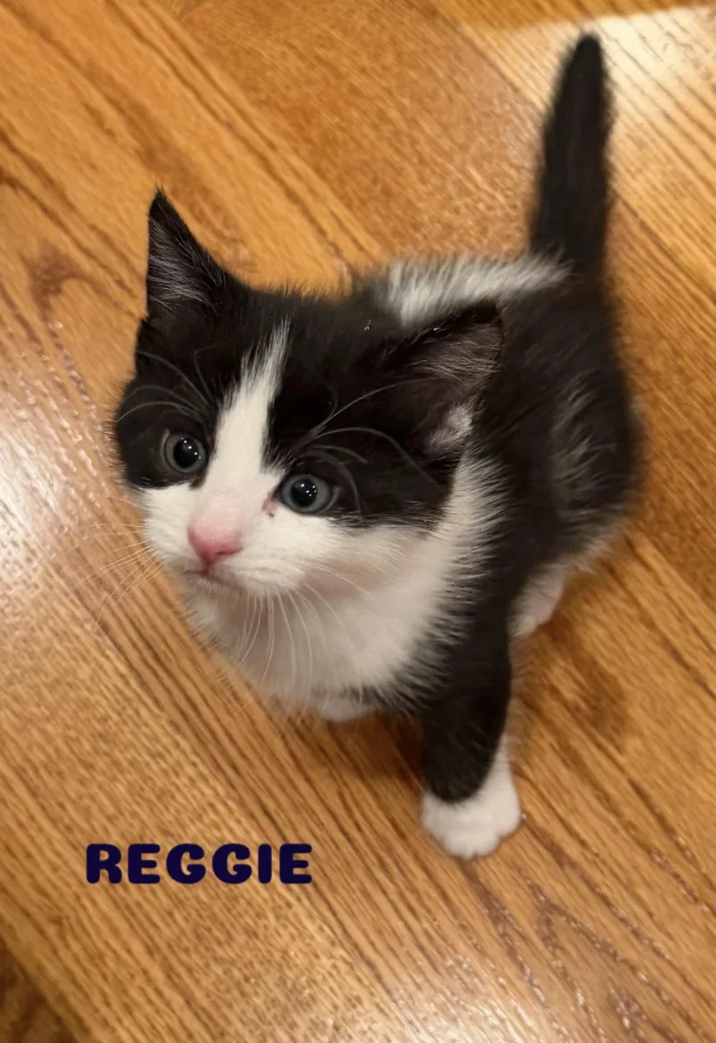 Nepeta And Reggie thumbnail 2