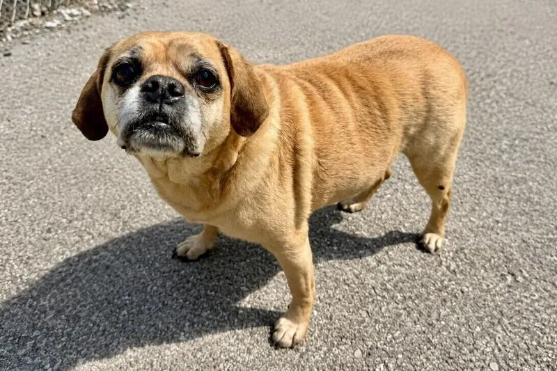 A senior medium-sized female Yellow / Tan / Blond / Fawn Pug dog named Lulu Belle for adoption in Maryville, TN