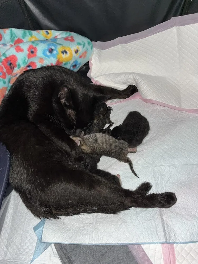 An adult small-sized female Black Domestic Short Hair cat named Mama Nicki for adoption in Virginia Beach, VA